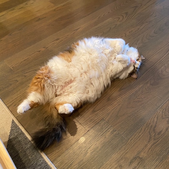 Meet your Posher, Samantha - Picture 1 of 1